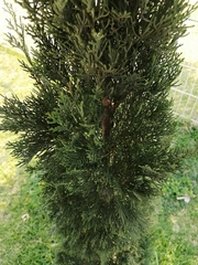 Cupressus