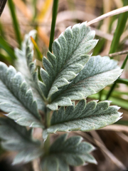 Potentilla effusa