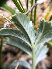 Potentilla effusa