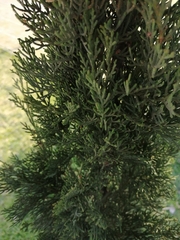 Cupressus