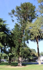 Araucaria bidwillii