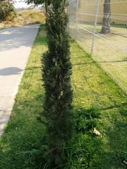 Cupressus