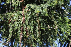 Araucaria bidwillii