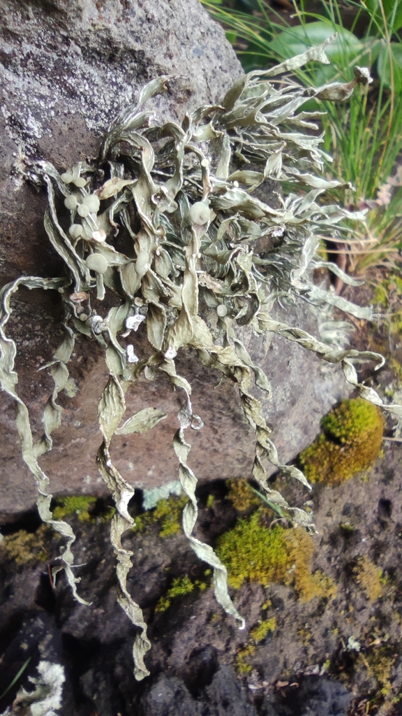 Ramalina azorica