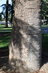 Araucaria bidwillii
