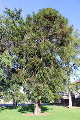 Araucaria bidwillii