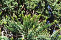 Araucaria bidwillii