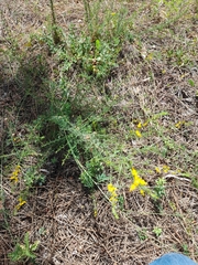 Genista triacanthos