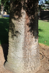 Araucaria bidwillii