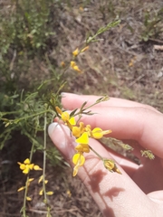 Genista triacanthos