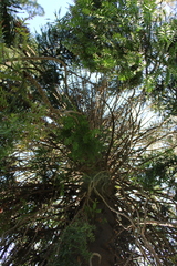 Araucaria bidwillii