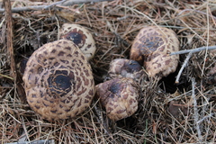 Chlorophyllum