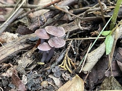 Calocybe ionides