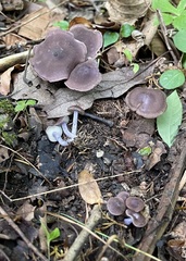 Calocybe ionides