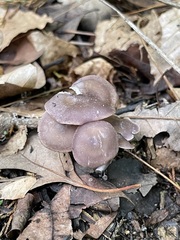 Calocybe ionides