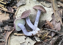 Calocybe ionides