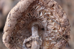 Chlorophyllum