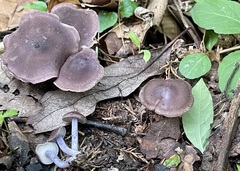 Calocybe ionides
