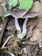 Calocybe ionides