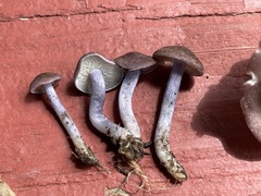 Calocybe ionides