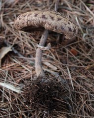 Chlorophyllum