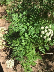 Conioselinum scopulorum