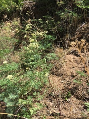 Conioselinum scopulorum