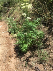Conioselinum scopulorum