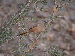 Pseudasthenes steinbachi