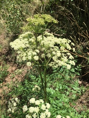 Conioselinum scopulorum