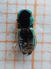Trichrysis