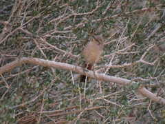 Pseudasthenes steinbachi