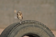 Athene cunicularia