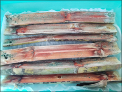 Trichoderma harzianum