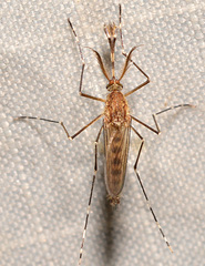 Aedes canadensis canadensis
