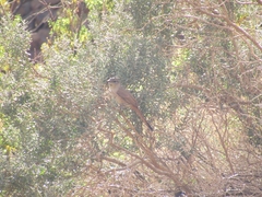 Pseudasthenes steinbachi