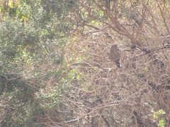 Pseudasthenes steinbachi