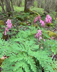 Dicentra eximia