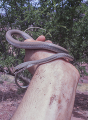 Psammophis schokari