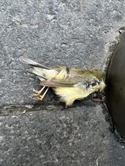 Setophaga caerulescens