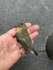 Setophaga caerulescens