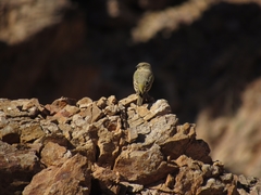 Sicalis olivascens