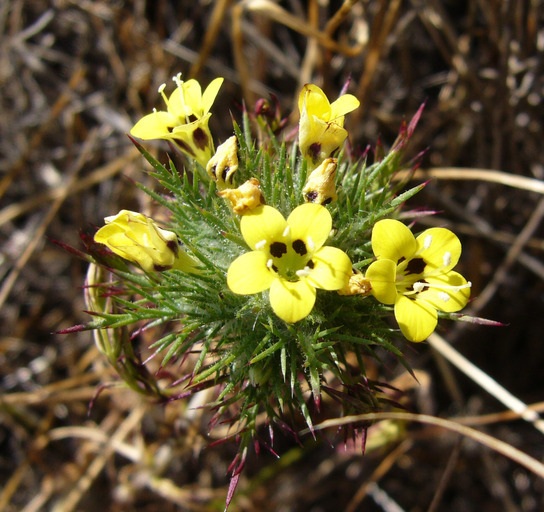 Navarretia nigelliformis