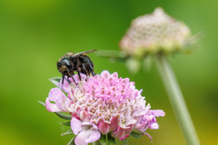 Osmia lignaria propinqua