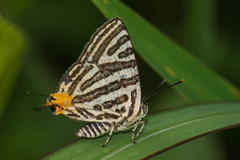 Cigaritis syama