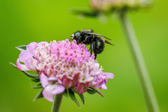 Osmia lignaria propinqua