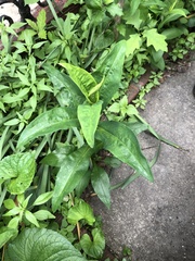 Lysimachia clethroides