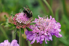 Osmia lignaria propinqua