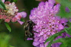 Osmia lignaria propinqua