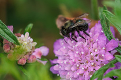 Osmia lignaria propinqua